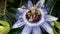 Passiflora plant, flower close-up, Passiflora caerulea, medicinal plants, ivy