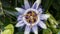 Passiflora plant, flower close-up, Passiflora caerulea, medicinal plants, ivy