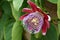 Passiflora Quadrangularis, Giant Granadilla - rare tropical plant