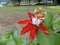 Passiflora racemosa (the red passionflower)