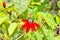 Passiflora Vitifolia Passion Flower