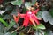 Passiflora Vitifolia \\\'Scarlet Flame\\\' (Red Granadilla)