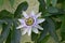 Passiflora vitifolia \\\'White Lightning\\\' in flower