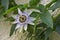 Passiflora vitifolia \\\'White Lightning\\\' in flower