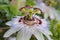 Passiflora white flower macro closeup