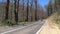 Passing car burned trees,Dandenong ranges,Australia