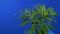 Passing Leafy Plant In Breeze Bluescreen