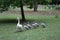 Passing swan with chicks in the park.