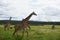 Passing the tall Masai Giraffes in the Tarangire National Park
