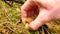 Passion for collecting mushrooms. Hand with jagged knife cut mushroom in forest ground. Hands carefully cut, clean and take away