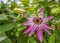 Passion flower