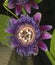 Passion Flower