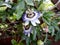 Passion flower