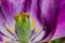 A passion flower as a macro shot Passiflora caerulea