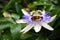 Passion Flower with Bee