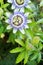 Passion Flower in bloom Passiflora caerulea