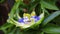 Passion flower blooming in tropical garden. Passiflora blossoming outdoors