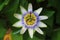Passion flower blooming in tropical garden. Passiflora blossoming outdoors