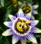 Passion Flower in exotic rare flower garden closeup