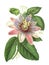Passion Flower illustration. Botanical digital art
