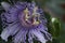 Passion Flower Maypop Bud