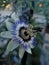 Passion flower medicinal hern for stress