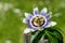 Passion flower on a nature background