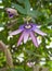 Passion flower Passiflora