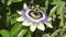 Passion flower (passiflora caerulea)