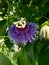 Passion Flower, Passiflora caerulea. Passion fruit flower, Passion flower Passiflora incarnata. Passiflora incarnata