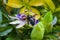 passion flower Passiflora caerulea Passionflower against green garden background