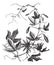 Passion Flower or Passiflora caerulea, vintage engraving
