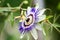 Passion flower Passiflora incarnata