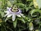 Passion flower on a Passion fruit vine