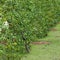 Passion fruit in cultivation area