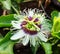 Passion fruit early stage flower beautiful photo