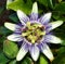 Passion Fruit Flower