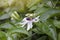 Passion fruit flower bloom on tree with sunlight on nature background.