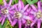 Passion Fruit Flower Closeup