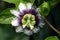 Passion fruit flower is very similar to clock face