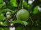 Passion fruit flowers form into fruit