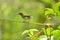 Passion fruit leaf closeup photography with blurred photography