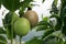 Passion fruit, Maracuja, Passiflora edulis, on the vine in plantations, near El Jardin, Antioquia, Colombia