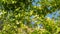 Passion fruit / Passiflora edulis growing on a vine. Unripe fruits.