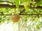 Passion fruit plant on hang wooden.