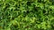 Passion fruit plant (Passiflora edulis), green leafy background
