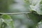 Passion fruit plant with rain drop