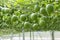 Passion fruit on the tree in passion fruit farm.