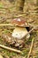 Passion for mushrooms in the woods, porcini
