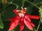 Passion and red, The passiflora vitifolia.